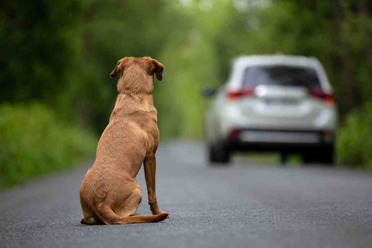 cane abbandonato strada