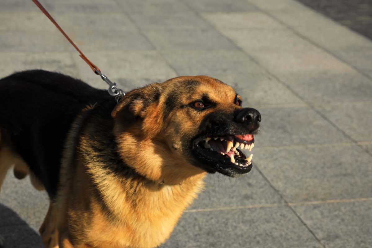 Cani aggressivi qual è il motivo? La razza non c'entra nulla