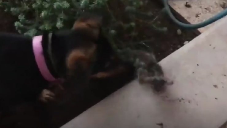 Cane aiuta il gattino