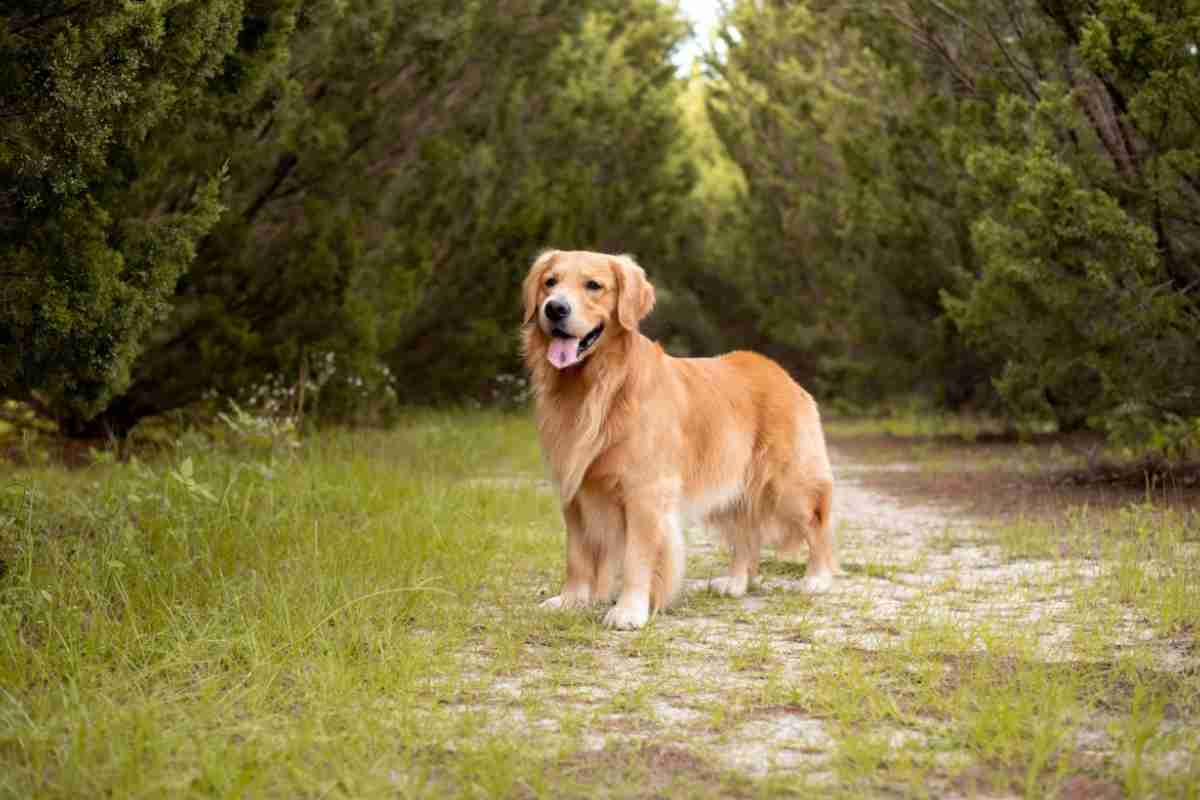 Cane emozionato