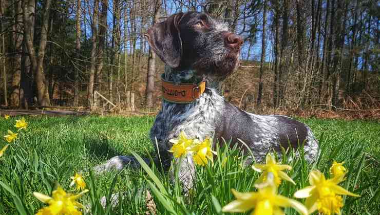 cane all'aperto
