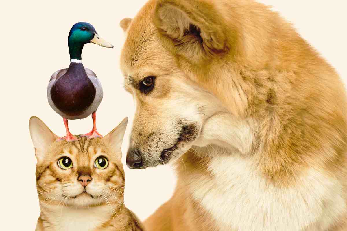 Cane, gatto e anatra