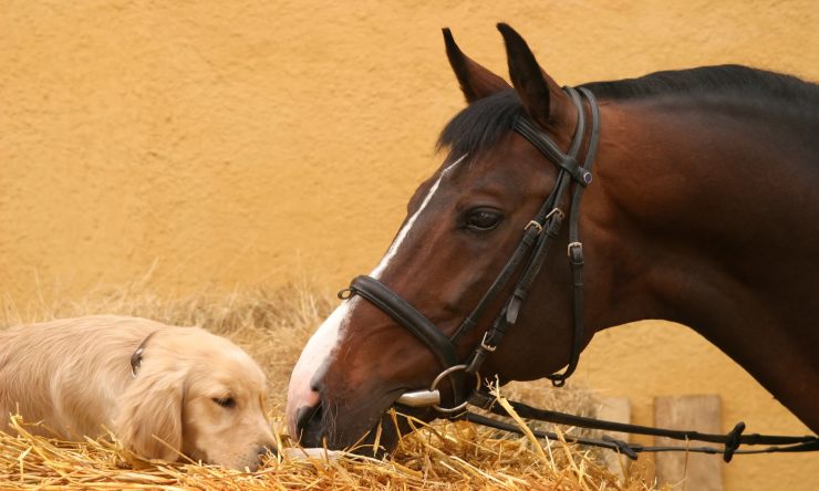 l'amicizia tra cane e cavallo