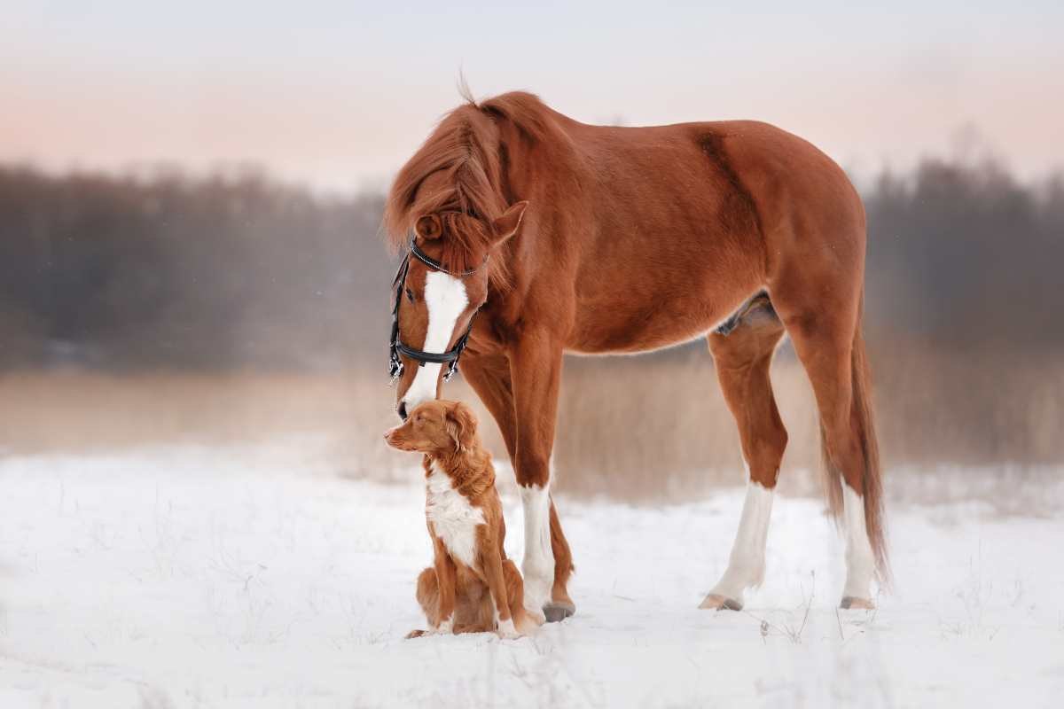 amicizia tra cane e cavallo
