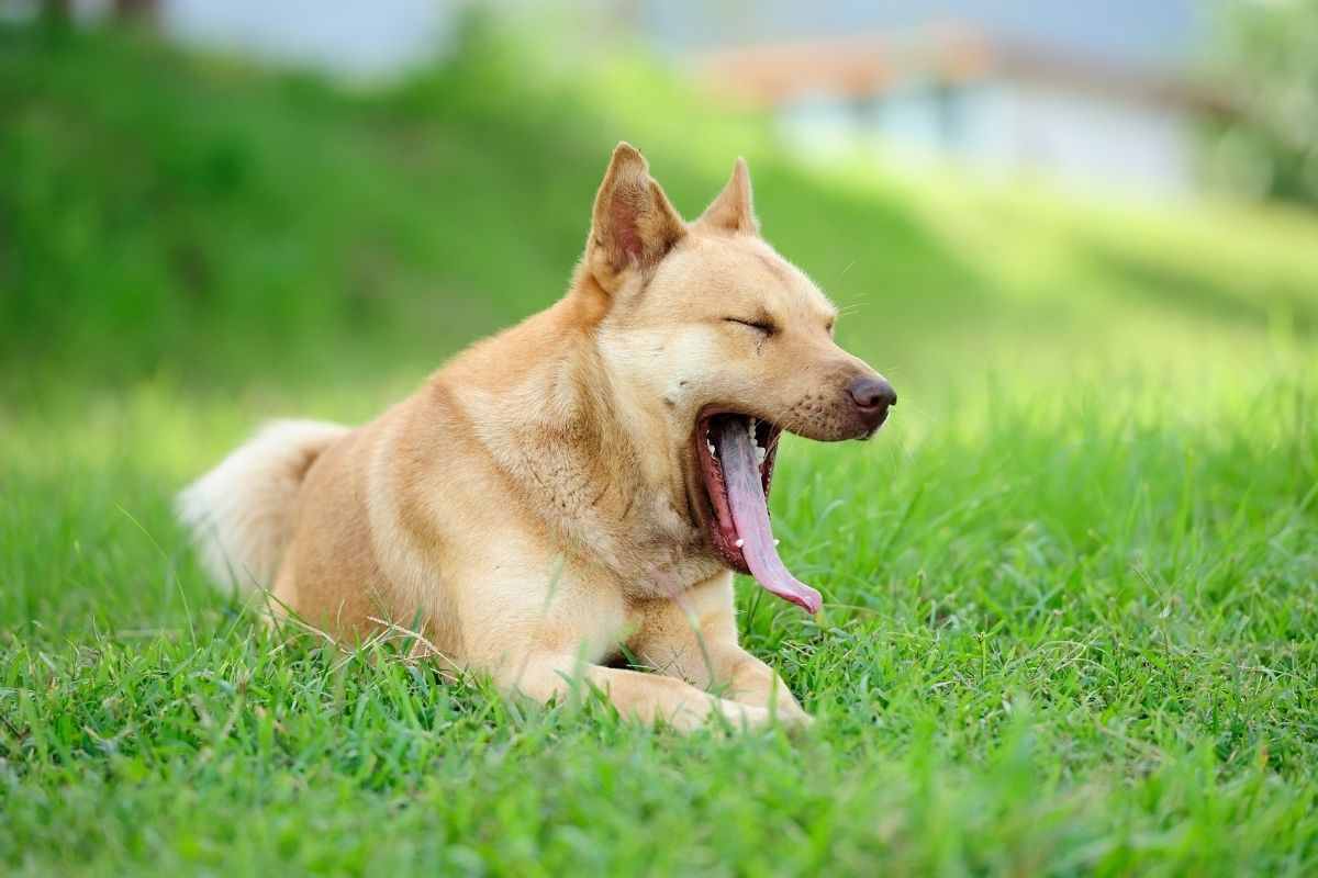 cane sbadiglia perché