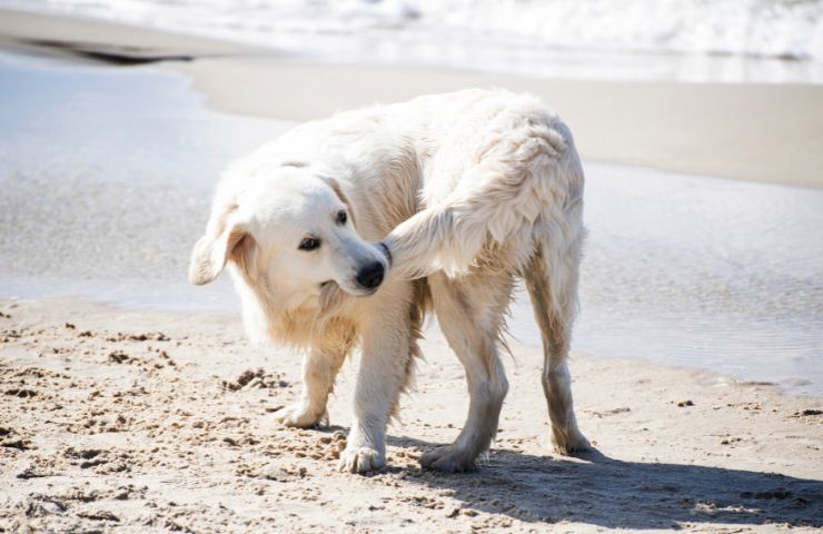 cane che si rincorre la coda