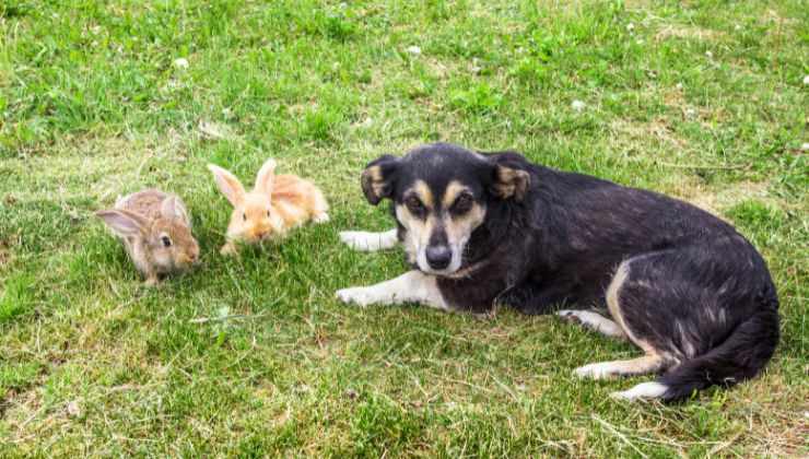 cane fa amicizia con coniglietti