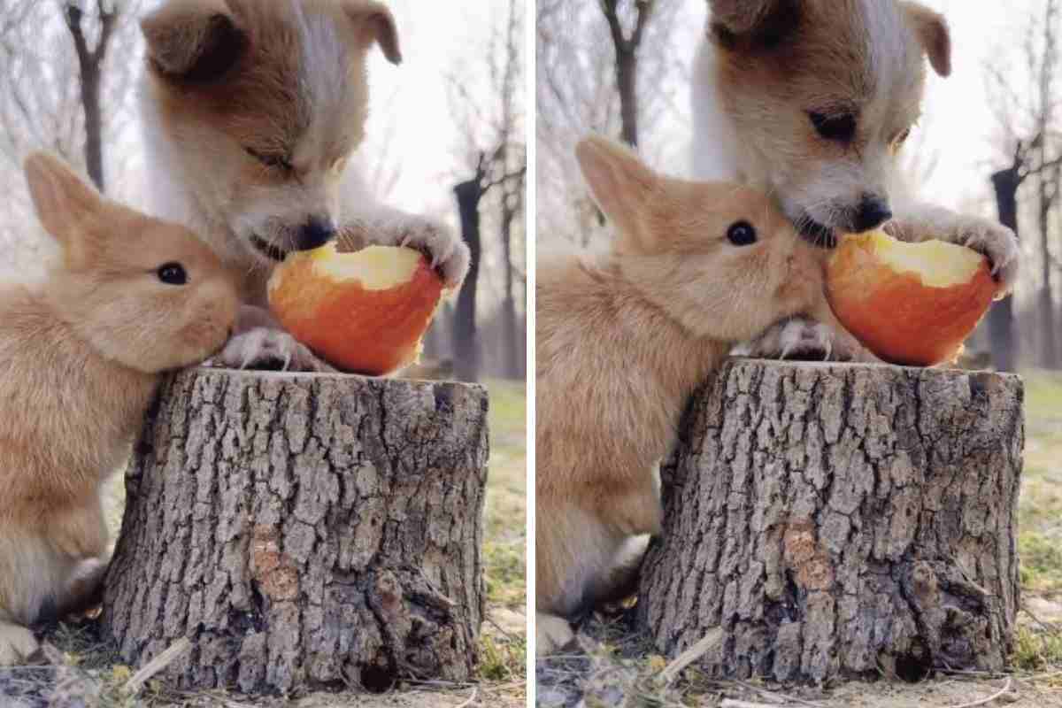 cagnolino, un coniglio e una mela