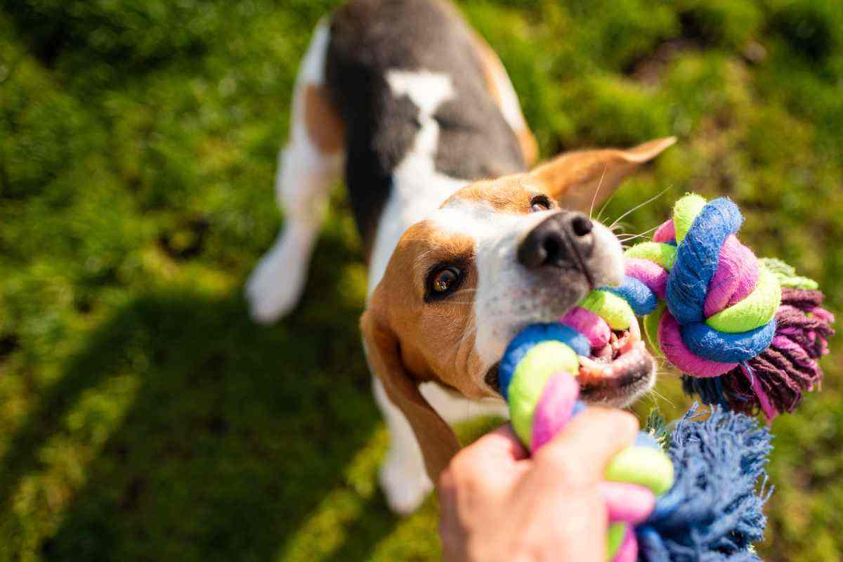 motivi cane porta gioco