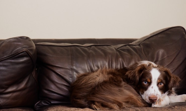 cane cade dal divano