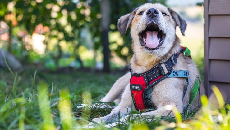 cane domestico con pettorina 