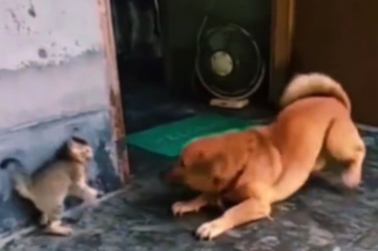 Cane attacca gattino come finisce