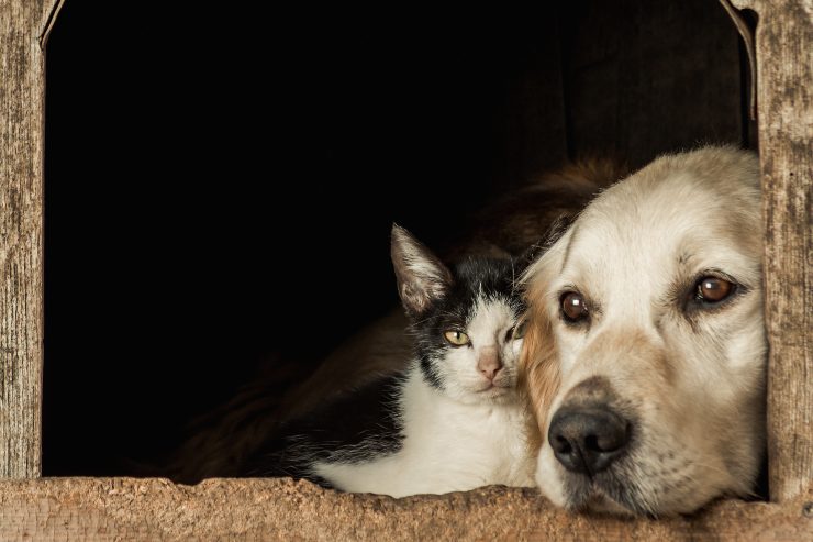 cane e gatto amici