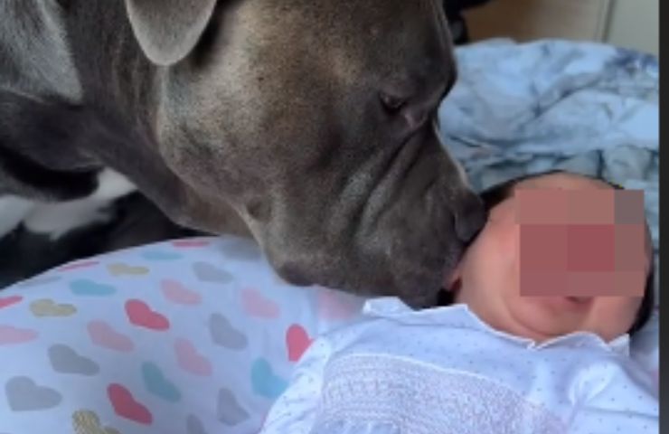 il gesto del cane per la neonata