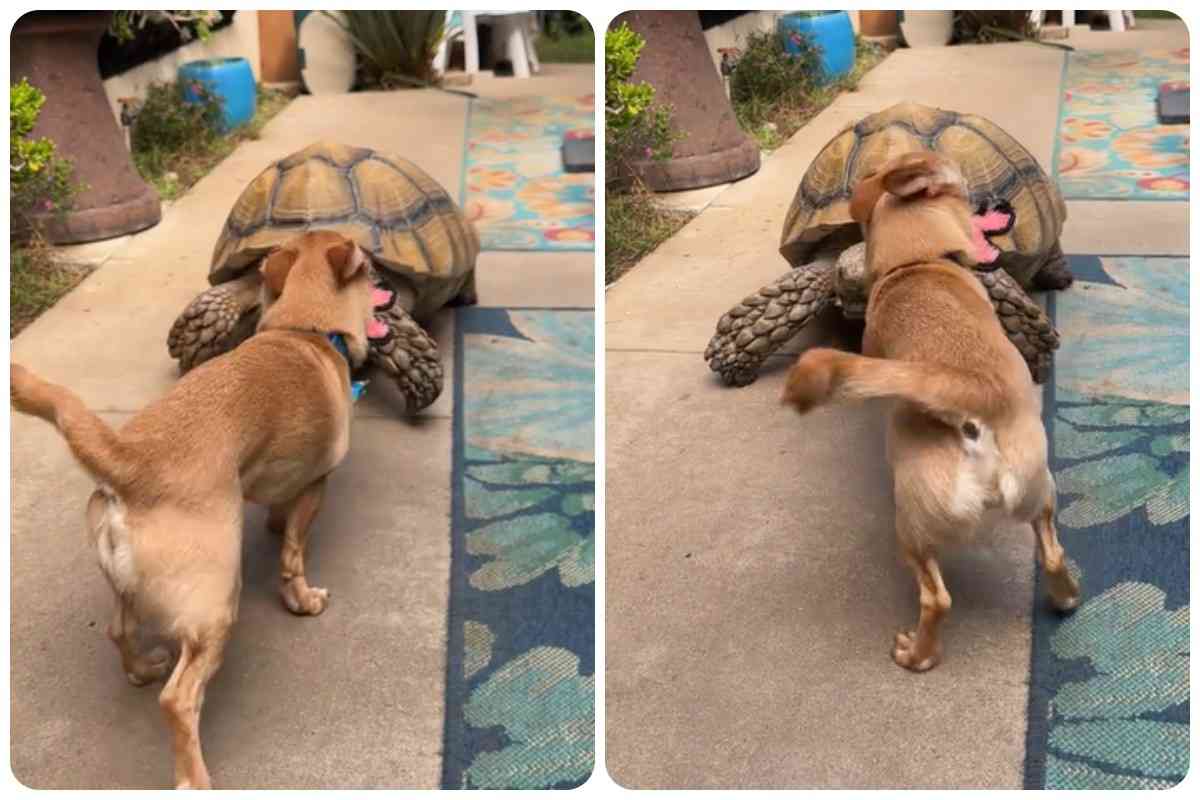 amicizia cane tartaruga