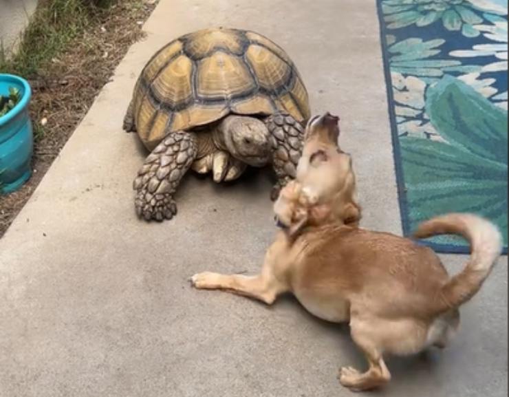 cane gioca con la tartaruga