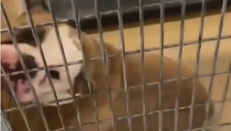 cane emozionato