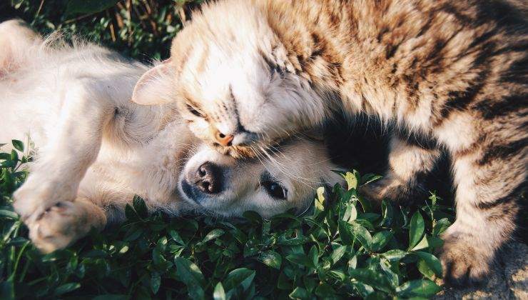 cane che dimentica come si fa il cane