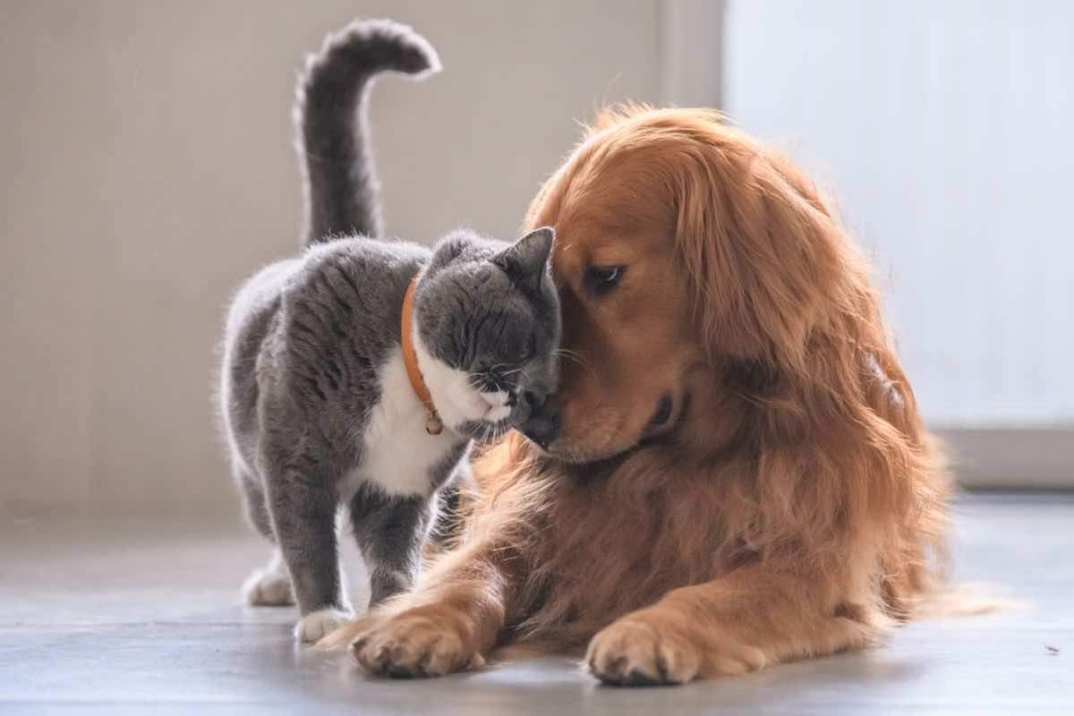 cane e gatto sono amici