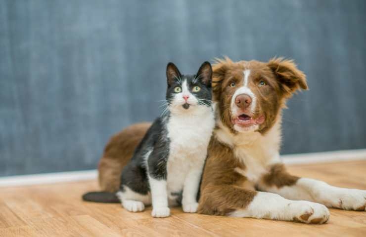 cane e gatto cosa fanno