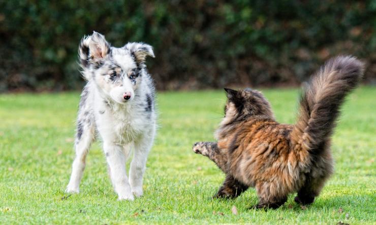 cane e gatto perché litigano