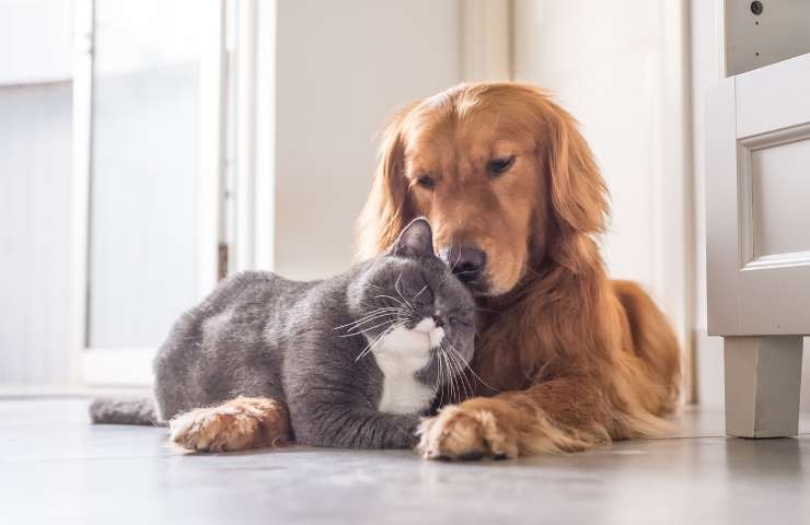 cane gatto amici nemici