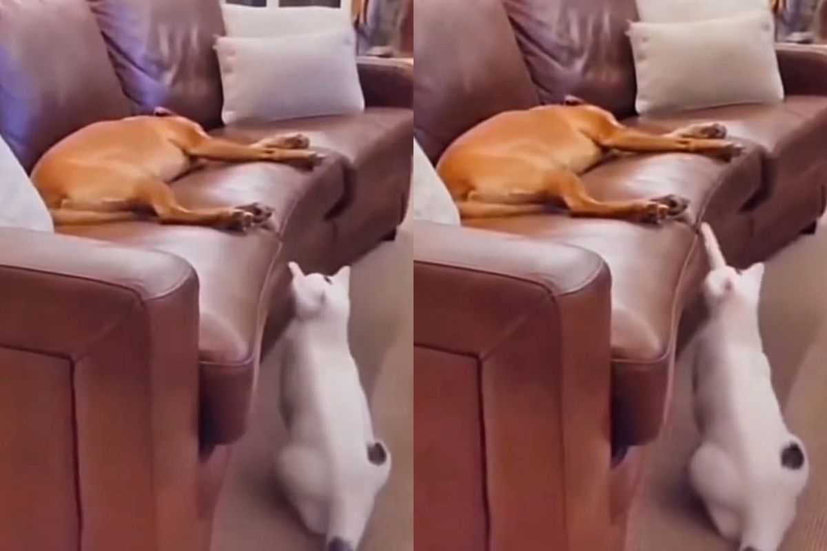cane gatto divano