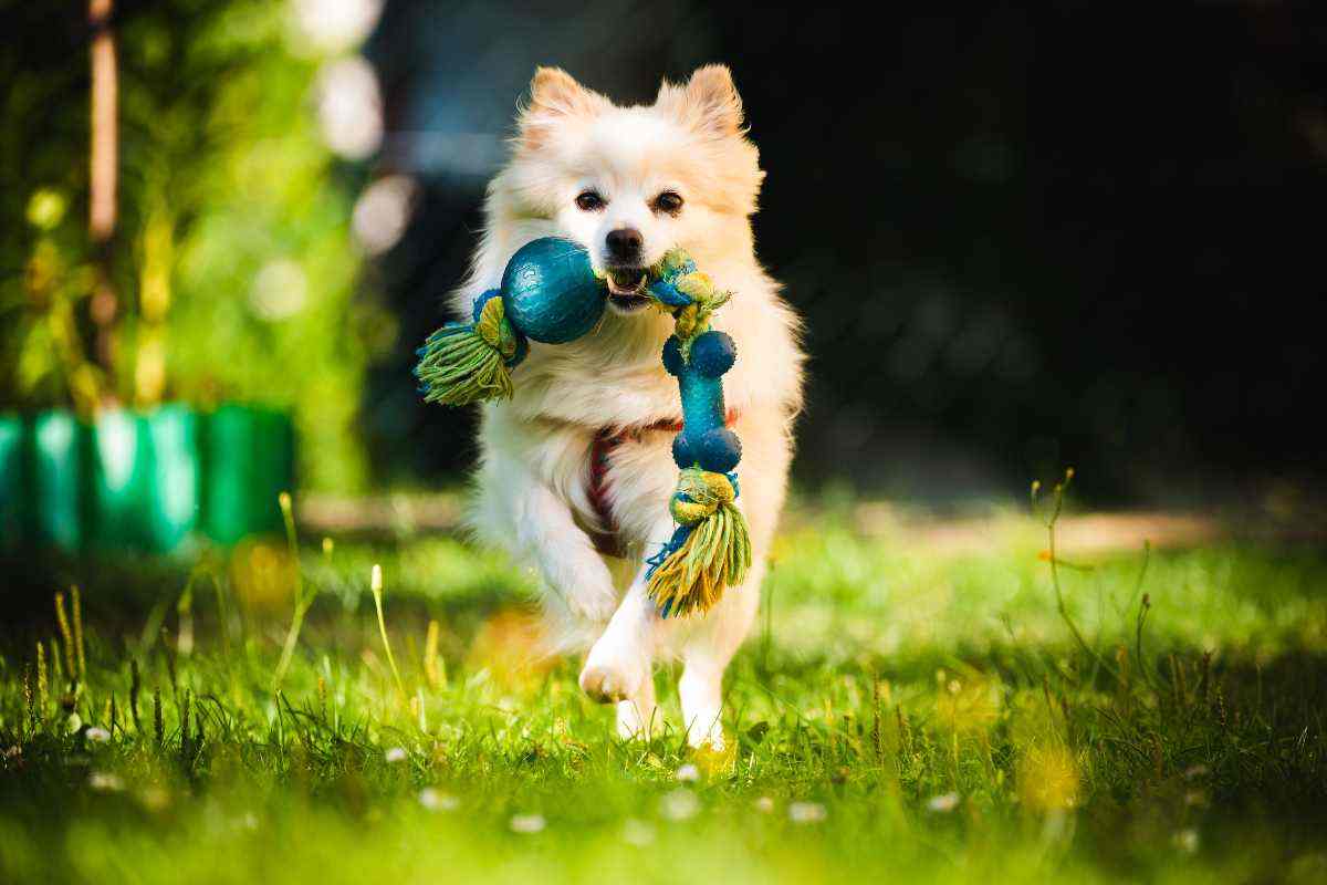 perchè cane porta gioco