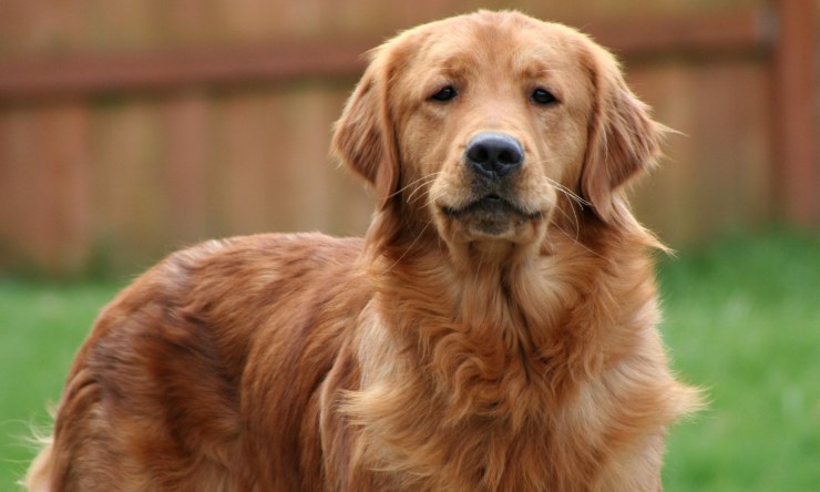 golden retriever stupendo