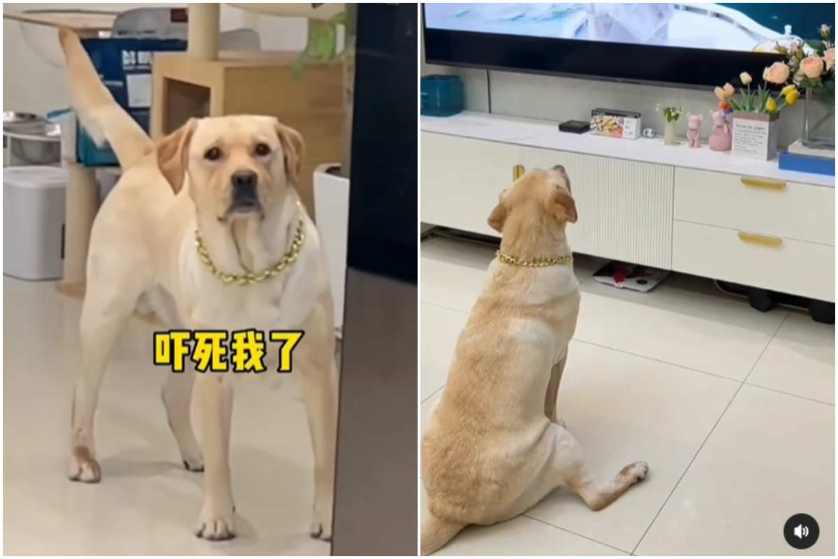 cane guarda tv si spaventa video divertente