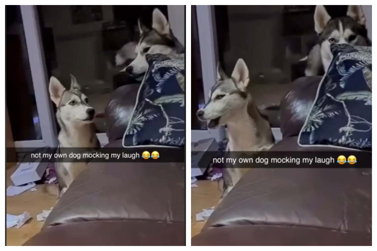 un cane imita la risata del padrone