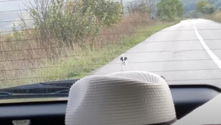 Cagnolino insegue l'auto