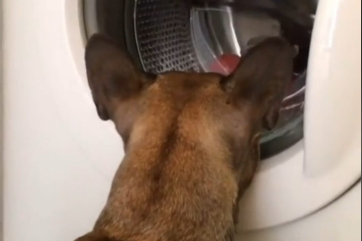 The puppy stares into the washing machine and barks: he can’t believe what he saw |  video