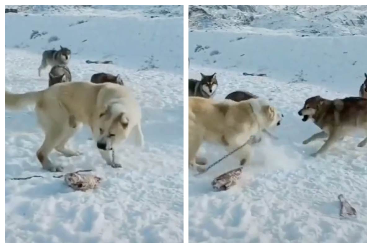 i cani alabai sono in grado di mettere paura a un lupo