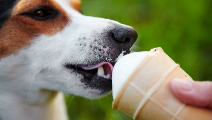 cane gelato troppo freddo