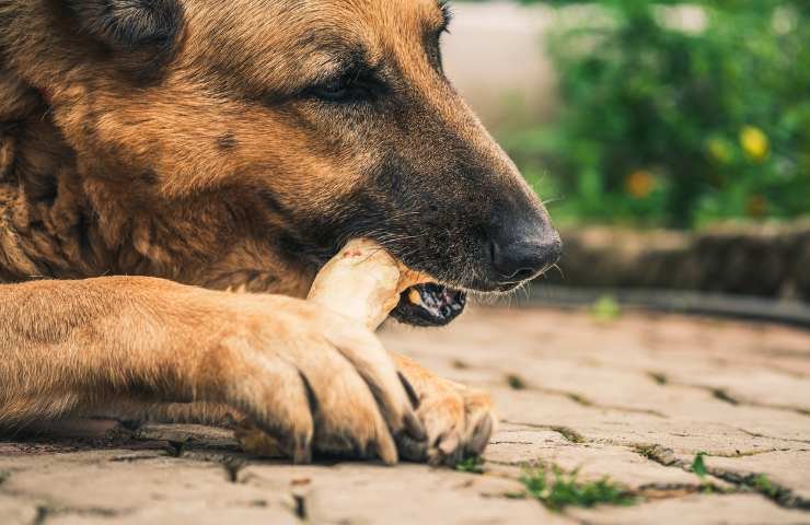 cane di taglia grande che mangia osso