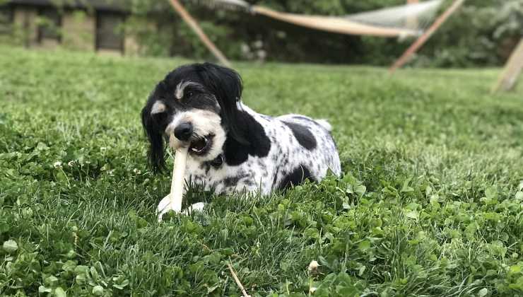 cane morde un osso in giardino