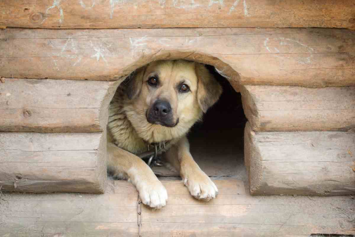 insegnare a cuccia al cane