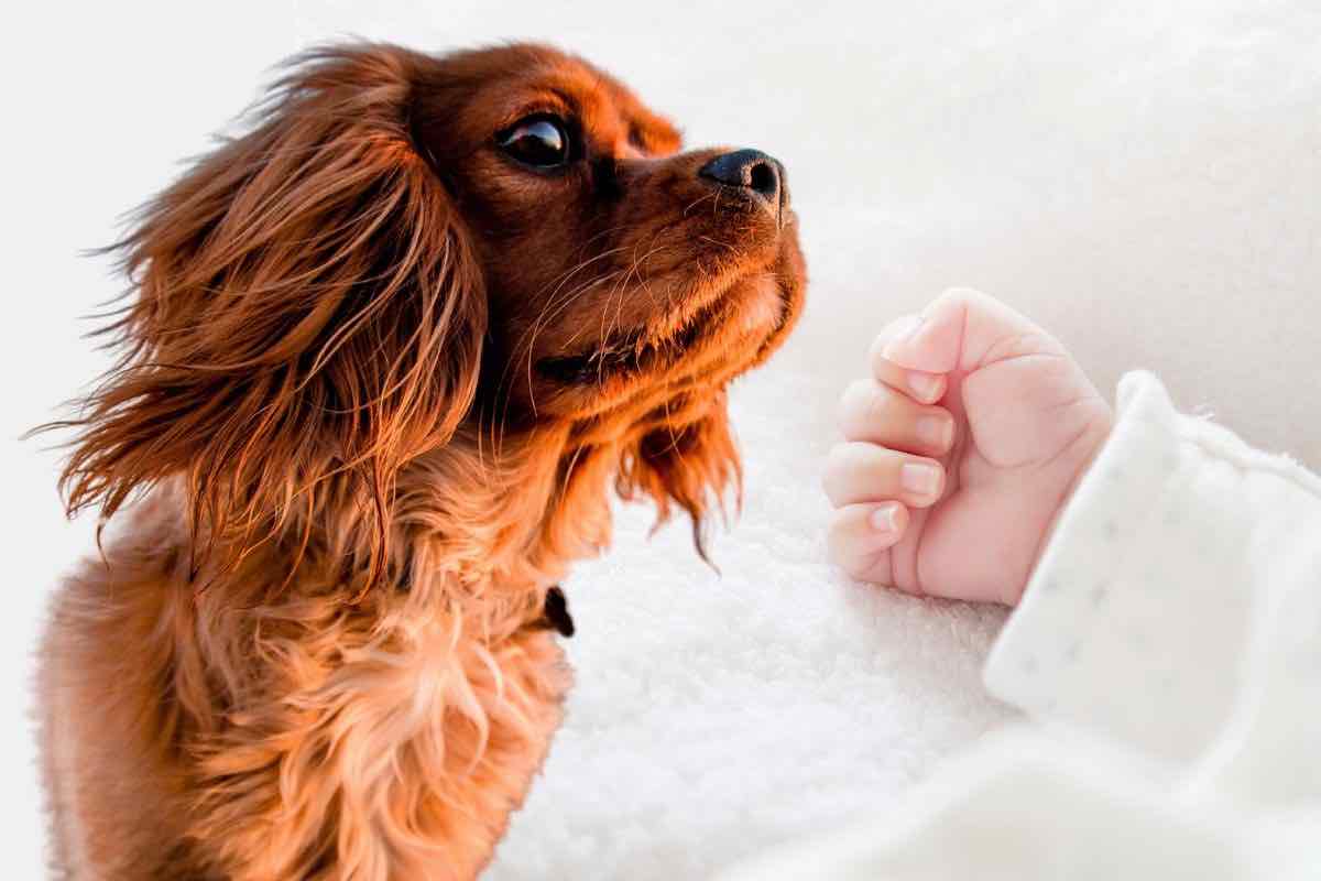 cane con neonato