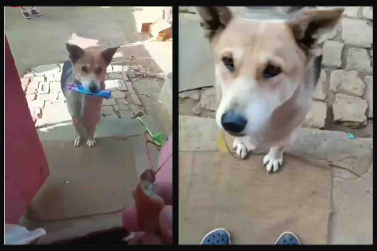 Cagnolina fa dei regali