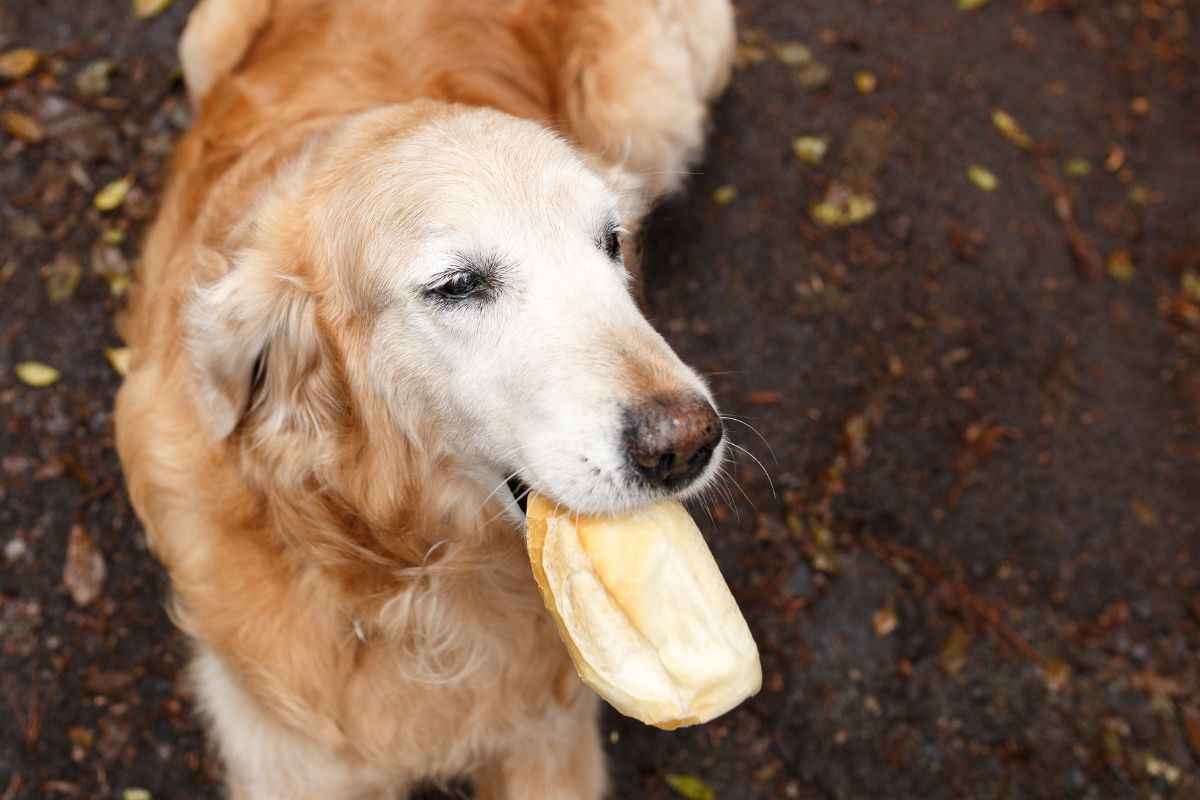 cane può mangiare pane