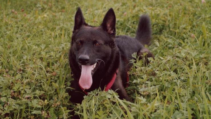 cane pastore nero 