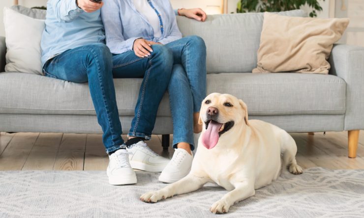 cane guarda tv