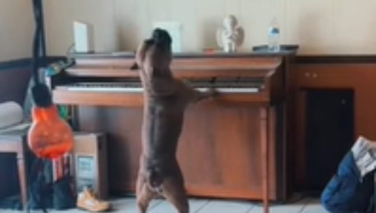 cane pianoforte ulula musica