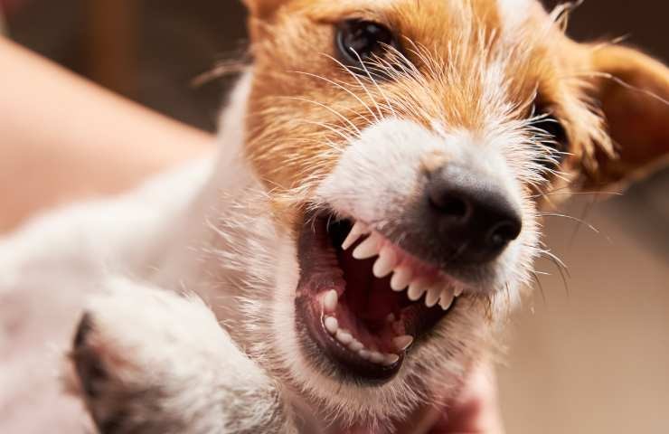 cane di taglia piccolo mostra i denti