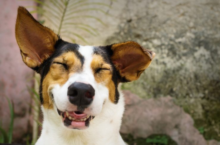 secondo la scienza i cani ridono