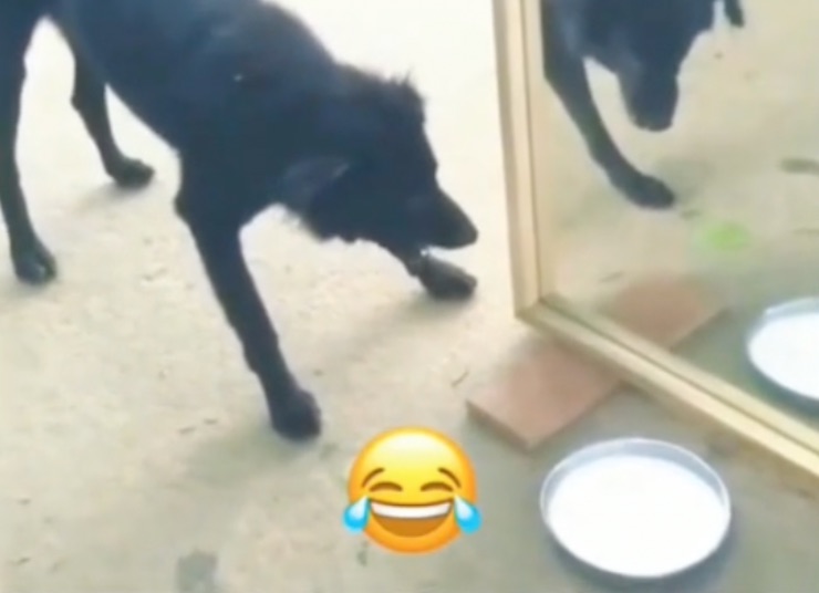 cane specchio latte