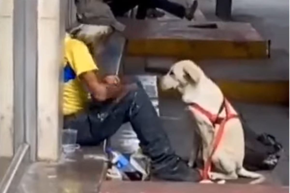 triste cane abbraccia senzatetto