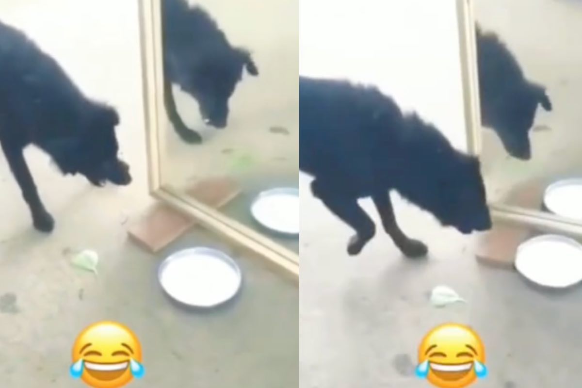scherzo cagnolino specchio