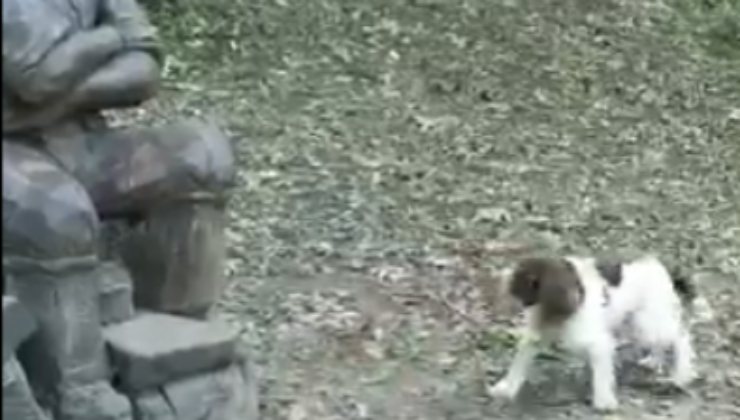 cane statua bosco video